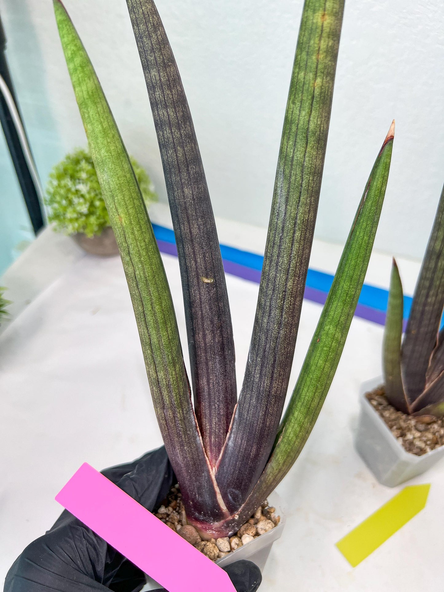 Sansevieria Pink Cell (B1) | Color changes seasonally