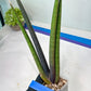 Sansevieria Pink Cell (B1) | Color changes seasonally