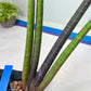 Sansevieria Pink Cell (B1) | Color changes seasonally