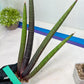 Sansevieria Pink Cell (B1.2) | Color changes seasonally