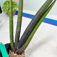 Sansevieria Pink Cell (B1.2) | Color changes seasonally