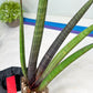 Sansevieria Pink Cell (B1.2) | Color changes seasonally