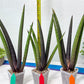Sansevieria Pink Cell (B1.2) | Color changes seasonally