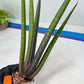 Sansevieria Pink Cell (B1.2) | Color changes seasonally