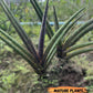 Sansevieria Pink Cell (B1.2) | Color changes seasonally