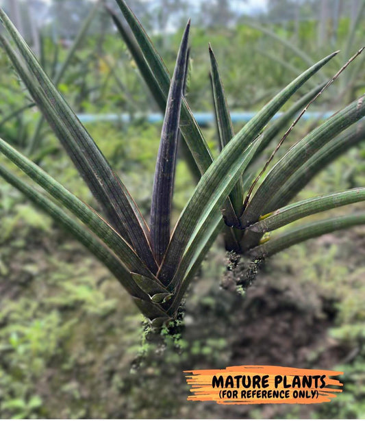 Sansevieria Pink Cell (B1.2) | Color changes seasonally