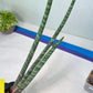 Sanseviera Pies Morados (#B1) | New Imported Hybrids