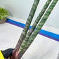 Sanseviera Pies Morados (#B1) | New Imported Hybrids