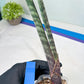 Sanseviera Pies Morados (#B1) | New Imported Hybrids