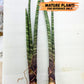 Sanseviera Pies Morados (#B1) | New Imported Hybrids