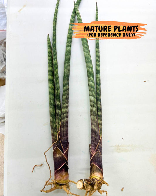 Sanseviera Pies Morados (#B1) | New Imported Hybrids