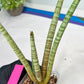 Sansevieria Pink Pen (#B2) | Impoted Hybirds