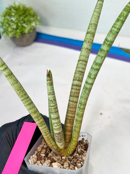 Sansevieria Pink Pen (#B2) | Impoted Hybirds