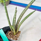 Sansevieria Pink Pen (#B2.2) | Impoted Hybirds