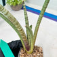 Sansevieria Pink Pen (#B2.2) | Impoted Hybirds