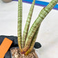 Sansevieria Pink Pen (#B2.2) | Impoted Hybirds