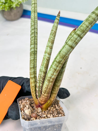 Sansevieria Pink Pen (#B2.2) | Impoted Hybirds