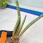 Sansevieria Pink Pen (#B2.2) | Impoted Hybirds
