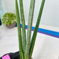 Sansevieria Mille Lignes (#B2) | New Imported Hybrids