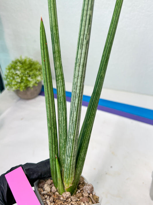 Sansevieria Mille Lignes (#B2) | New Imported Hybrids