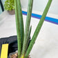 Sansevieria Mille Lignes (#B2) | New Imported Hybrids
