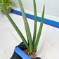 Sansevieria Mille Lignes (#B2) | New Imported Hybrids