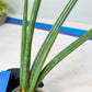 Sansevieria Mille Lignes (#B2) | New Imported Hybrids