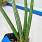 Sansevieria Mille Lignes (#B2) | New Imported Hybrids