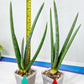 Sansevieria Mille Lignes (#B2.2) | New Imported Hybrids