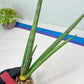Sansevieria Mille Lignes (#B2.2) | New Imported Hybrids