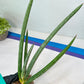 Sansevieria Mille Lignes (#B2.2) | New Imported Hybrids