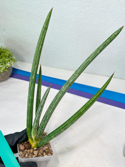 Sansevieria Mille Lignes (#B2.2) | New Imported Hybrids