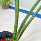 Sansevieria Mille Lignes (#B2.2) | New Imported Hybrids