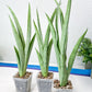 Sansevieria Kamakiri (#B2) | New Imported Hybrids
