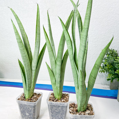 Sansevieria Kamakiri (#B2) | New Imported Hybrids