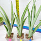 Sansevieria Kamakiri (#B2) | New Imported Hybrids