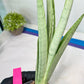 Sansevieria Kamakiri (#B2) | New Imported Hybrids
