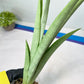 Sansevieria Kamakiri (#B2) | New Imported Hybrids