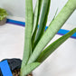 Sansevieria Kamakiri (#B2) | New Imported Hybrids