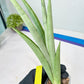 Sansevieria Kamakiri (#B2) | New Imported Hybrids