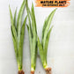 Sansevieria Kamakiri (#B2) | New Imported Hybrids