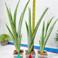 Sansevieria Kamakiri (#B2.2) | New Imported Hybrids