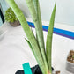 Sansevieria Kamakiri (#B2.2) | New Imported Hybrids