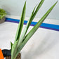 Sansevieria Kamakiri (#B2.2) | New Imported Hybrids