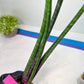Sansevieria Tornadus (B3) | New Hybrids Imported