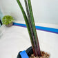 Sansevieria Tornadus (B3) | New Hybrids Imported