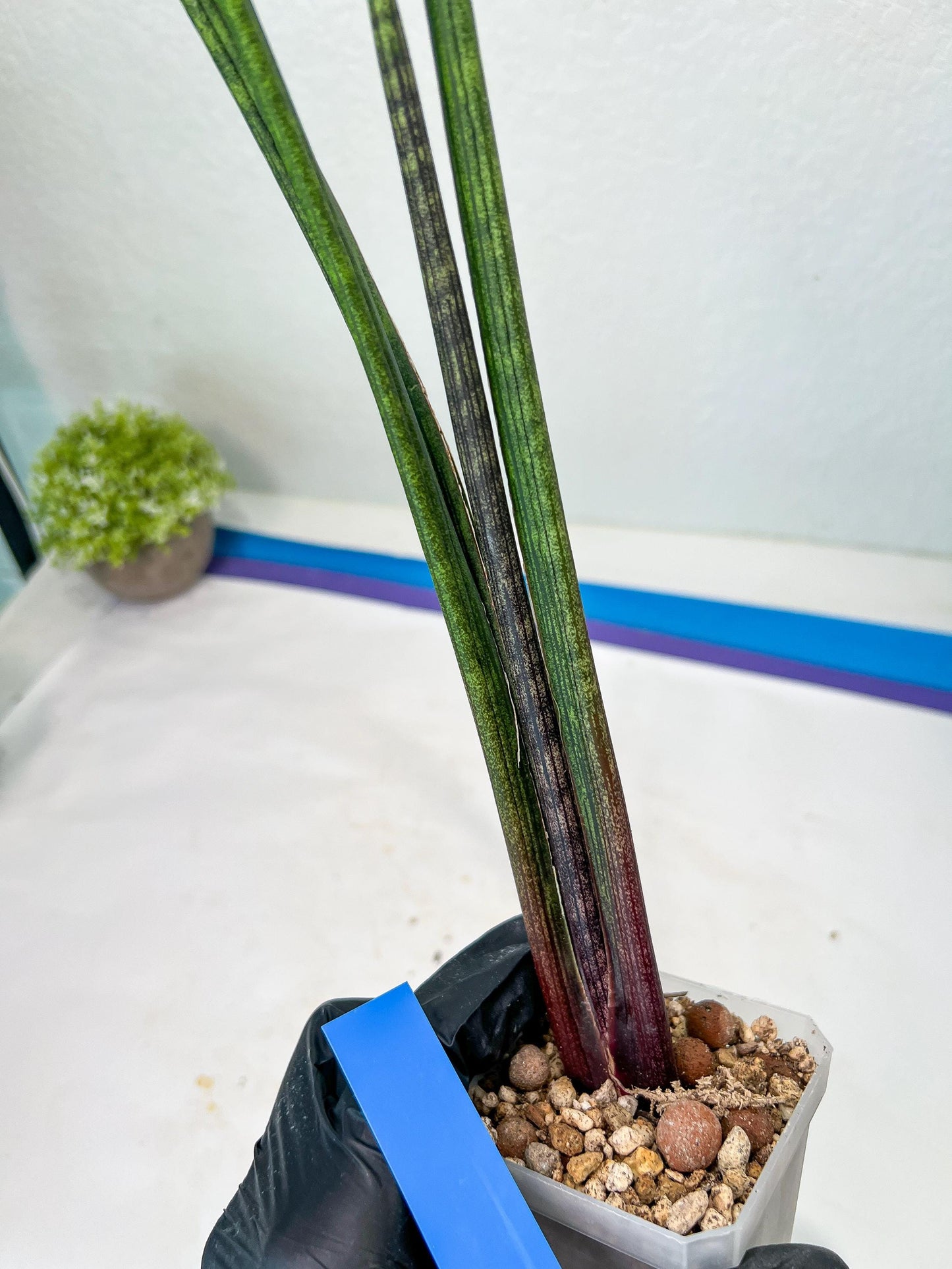 Sansevieria Tornadus (B3) | New Hybrids Imported