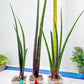 Sansevieria Tornadus (B3.2) | New Hybrids Imported