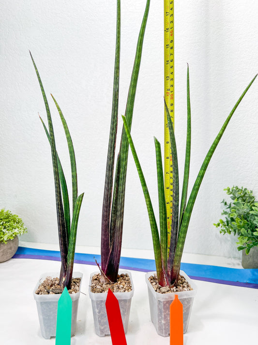 Sansevieria Tornadus (B3.2) | New Hybrids Imported