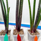Sansevieria Tornadus (B3.2) | New Hybrids Imported